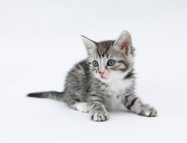A photo of a gray and white kitten with blue eyes