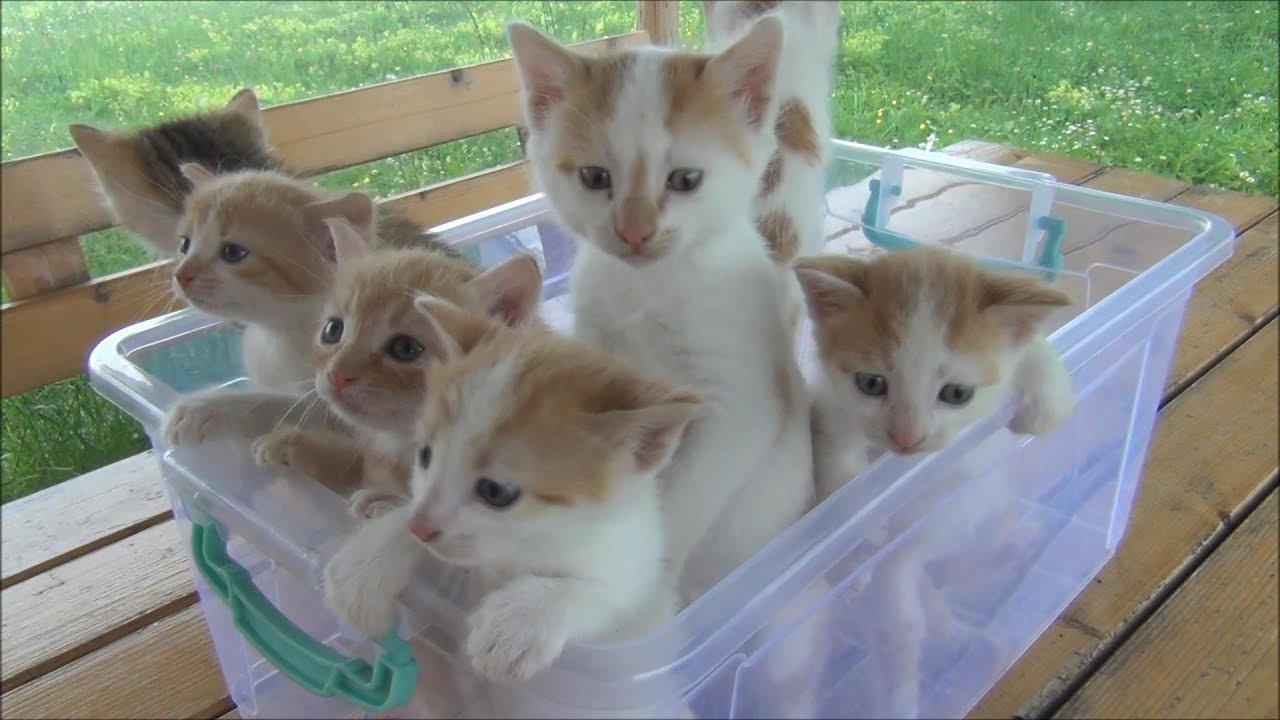 A photo of seven kittens in a clear plastic box